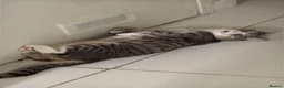American Shorthair cats for sale: 5 kittens and 2 cats are looking for a new home.  - Advert 28