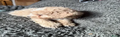 Cockapoo 1