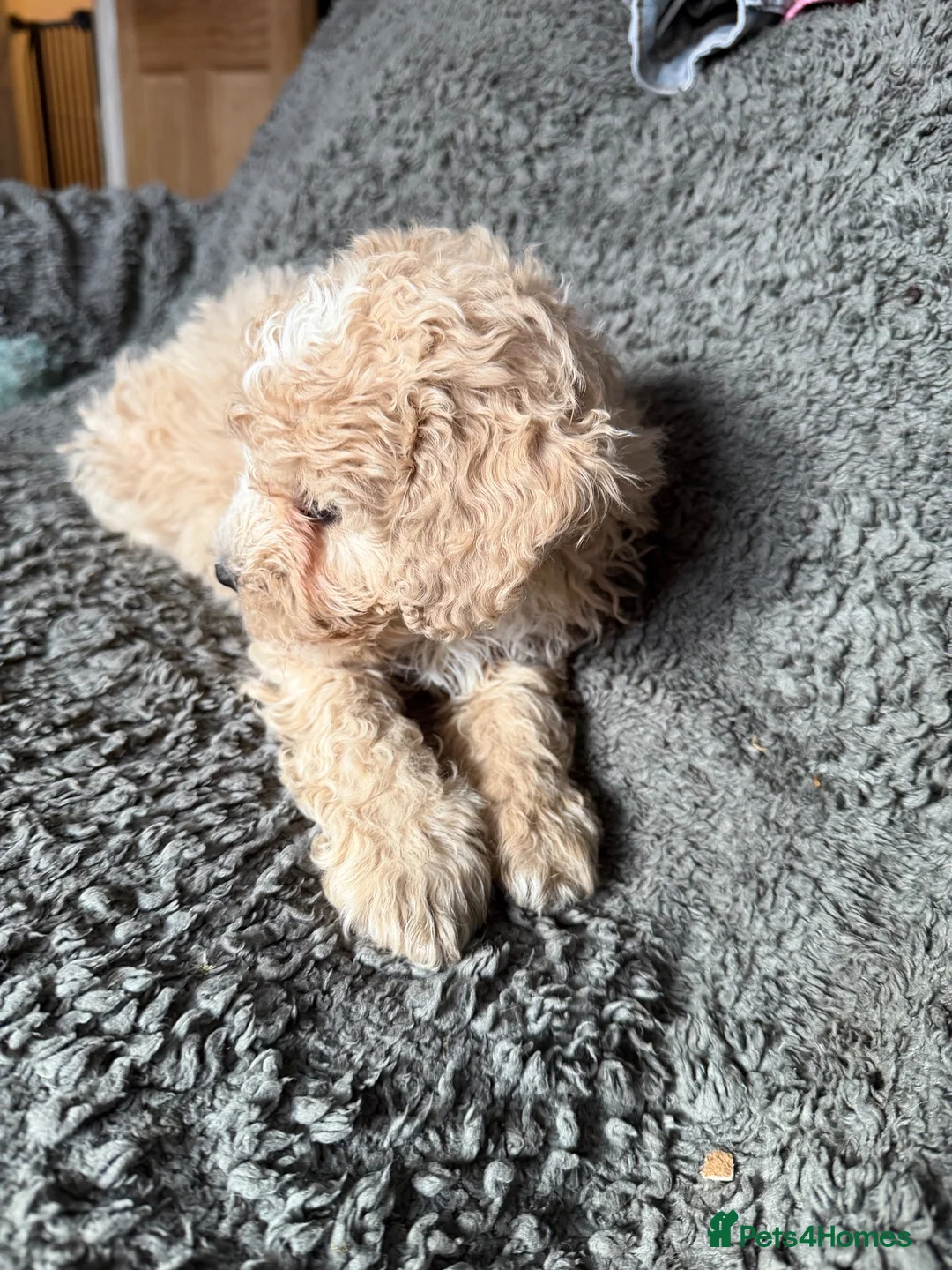 Cockapoo dogs for sale: Cockapoo Puppie  - Advert 4