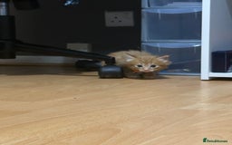 British Shorthair cats for sale: 4 kittens is looking for a loving home in Burton-on-Trent - Image 14