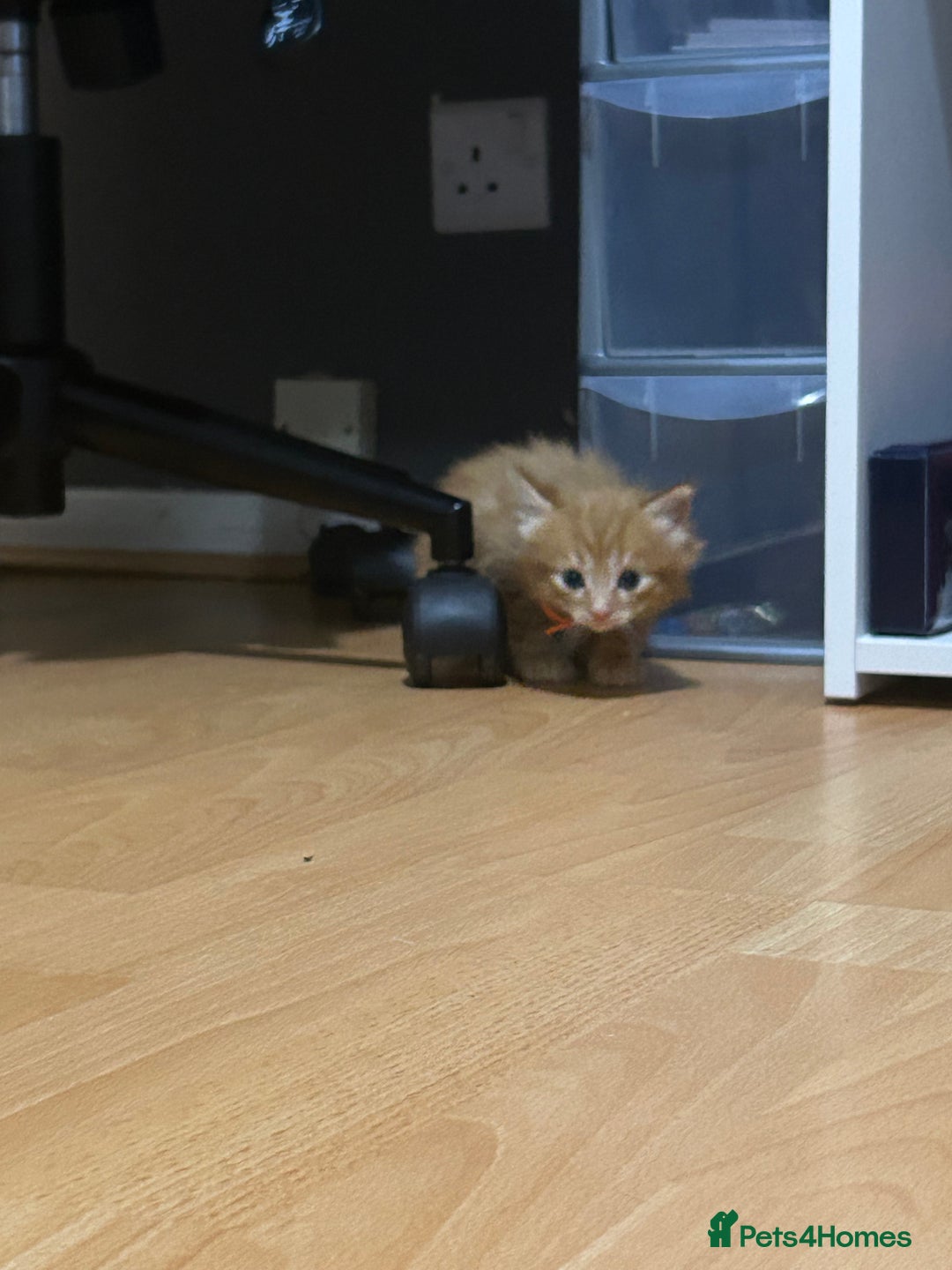 British Shorthair cats for sale: 4 kittens is looking for a loving home in Burton-on-Trent - Image 14