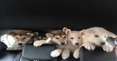 Japanese Akita Inu dogs - Advert 14