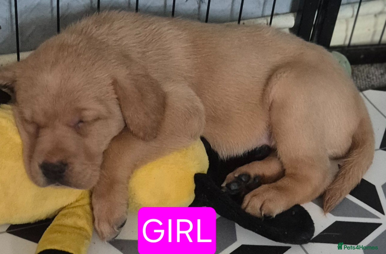 Labrador Retriever dogs Pedigree fox red labrador puppies FTC bloodlines. - Advert 2