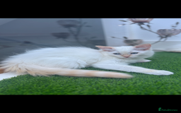 Ragdoll cats for sale: 4 FLAME POINT RAGDOLL KITTENS- 2 ALREADY SOLD!!!! - Image 17