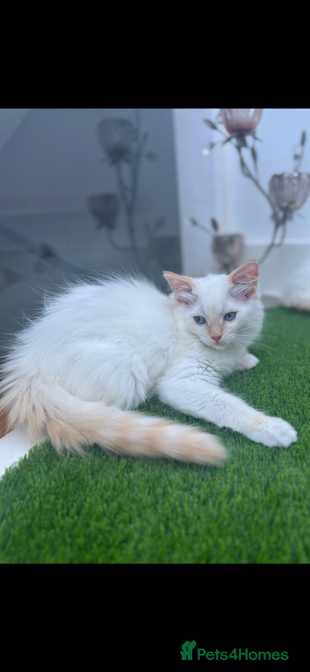 Ragdoll cats for sale: 4 FLAME POINT RAGDOLL KITTENS- 2 ALREADY SOLD!!!! - Image 17