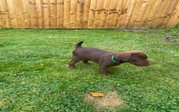 Patterdale Terrier dogs for sale: ⭐️PATTERDALE TERRIER PUPPIES  - Image 13