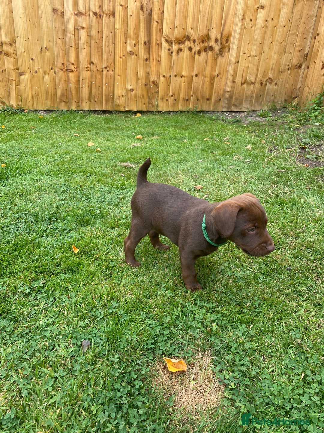 Patterdale Terrier dogs for sale: ⭐️PATTERDALE TERRIER PUPPIES  - Image 13
