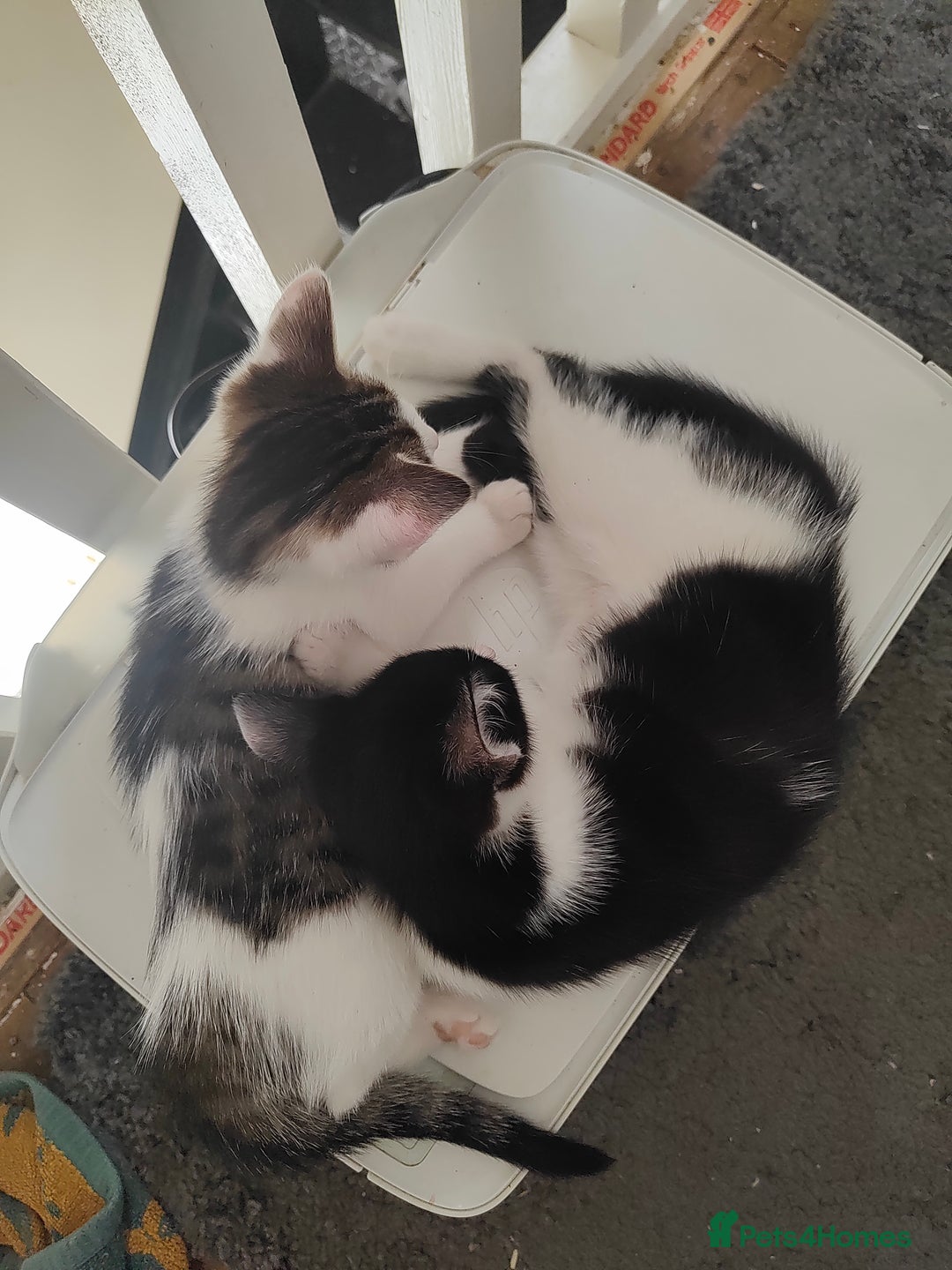 Mixed Breed cats for sale: Two kittens looking for a new home *please read ad - Image 3
