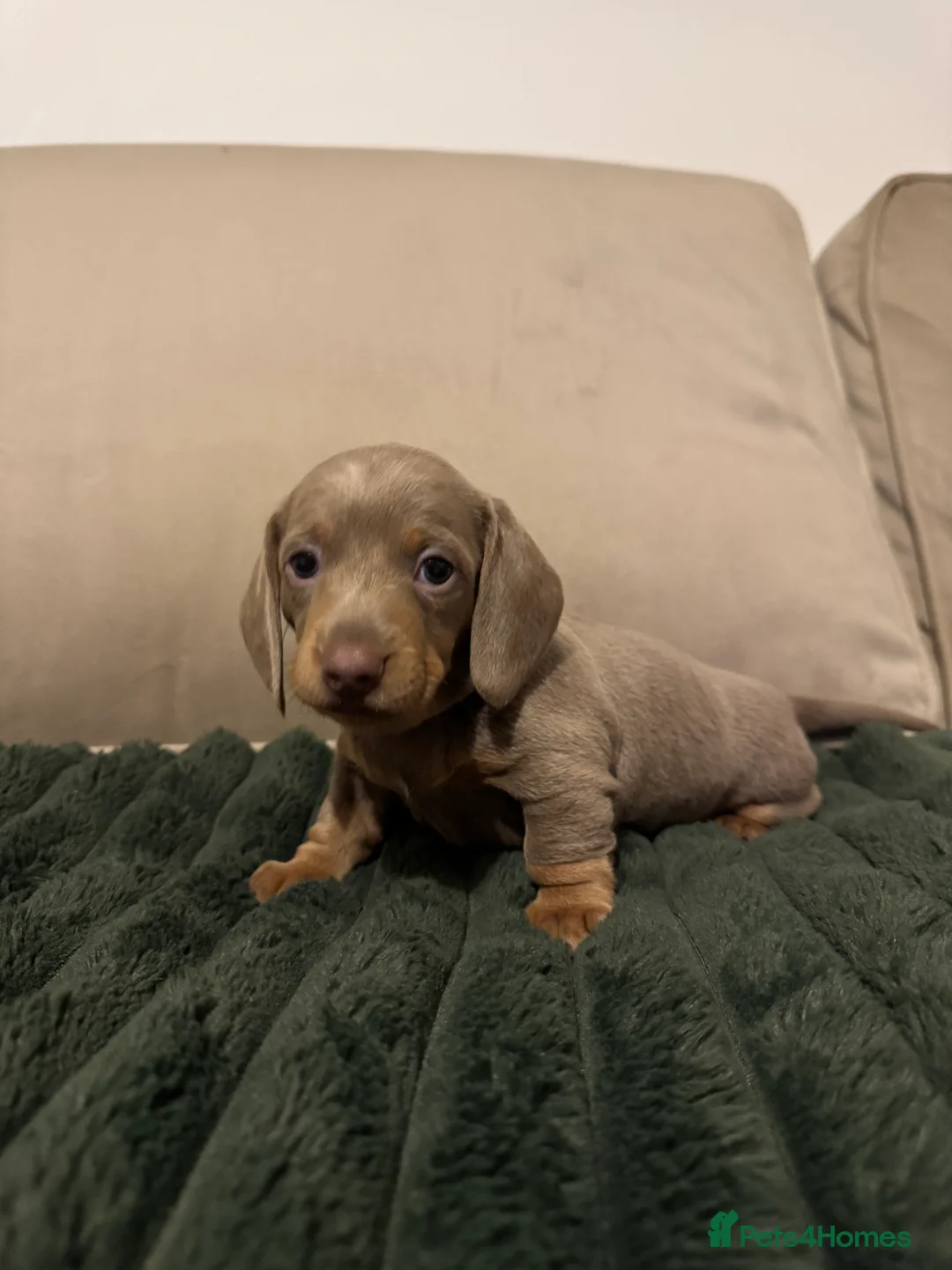 Miniature Dachshund dogs for sale: 2 beautiful Isabella and tan mini dachshunds  - Advert 18