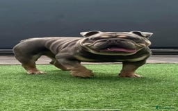 English Bulldog dogs for sale: Pedigree English bulldogs top-lines (7 weeks old)  - Image 15