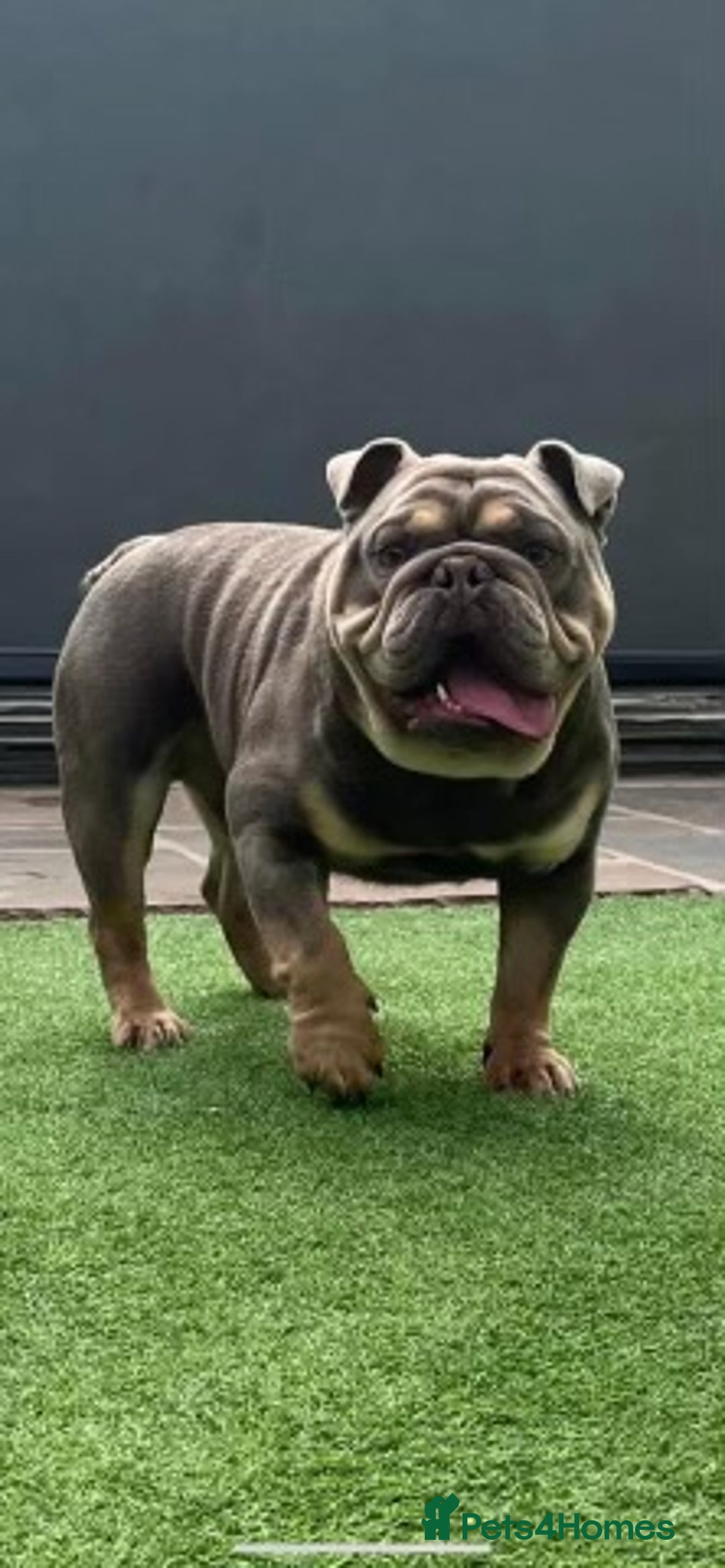 English Bulldog dogs for sale: Pedigree English bulldogs top-lines (7 weeks old)  - Image 15