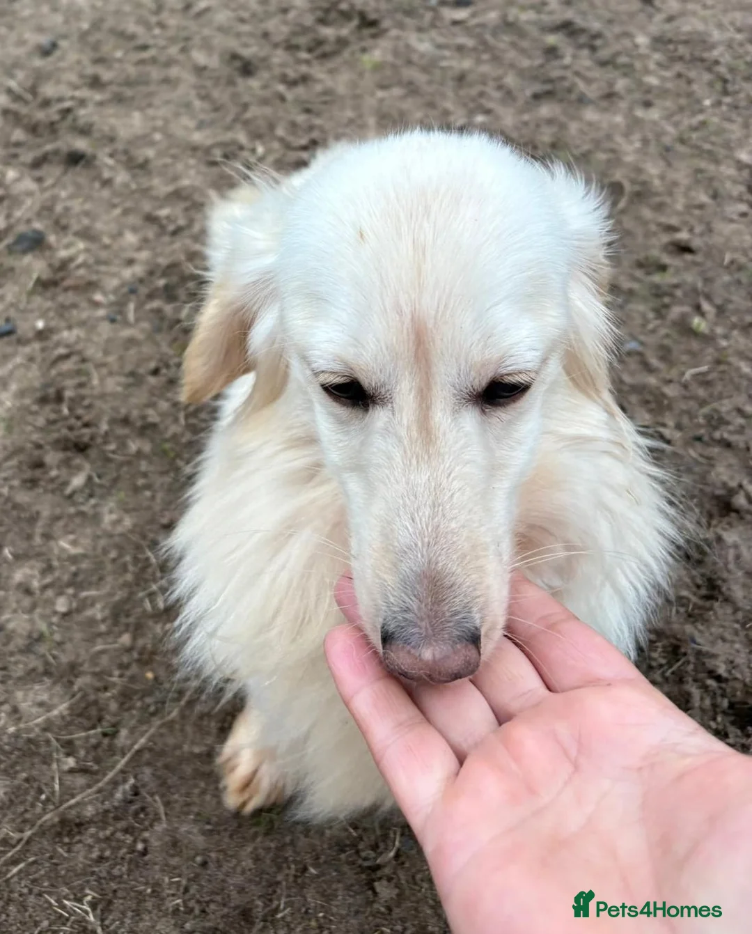 Dachshund dogs for adoption: ARNIE, a Lovely 🌭 Boy - for a Loving Home - Advert 4