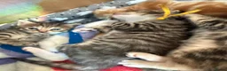 Norwegian Forest Cat cats for sale: 3 stunning half Norwegian kittens left - Advert 31