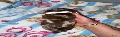 Miniature Dachshund 2