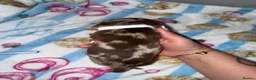 Miniature Dachshund dogs for sale: Miniature dachshund puppies  in Ashford - Advert 10
