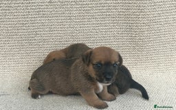 Jack Russell dogs for sale: Jack russel puppies  - Image 9