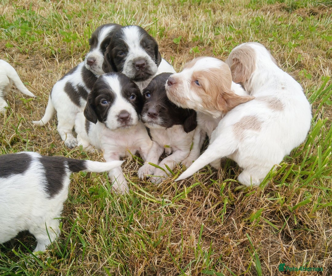 Sprocker dogs for sale: Beautiful f2 sprockers - Image 23