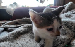 Mixed Breed cats for sale: 4 beautiful little kittens  - Image 8