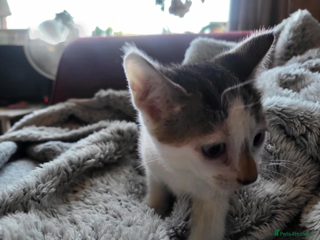Mixed Breed cats for sale: 4 beautiful little kittens  - Image 8