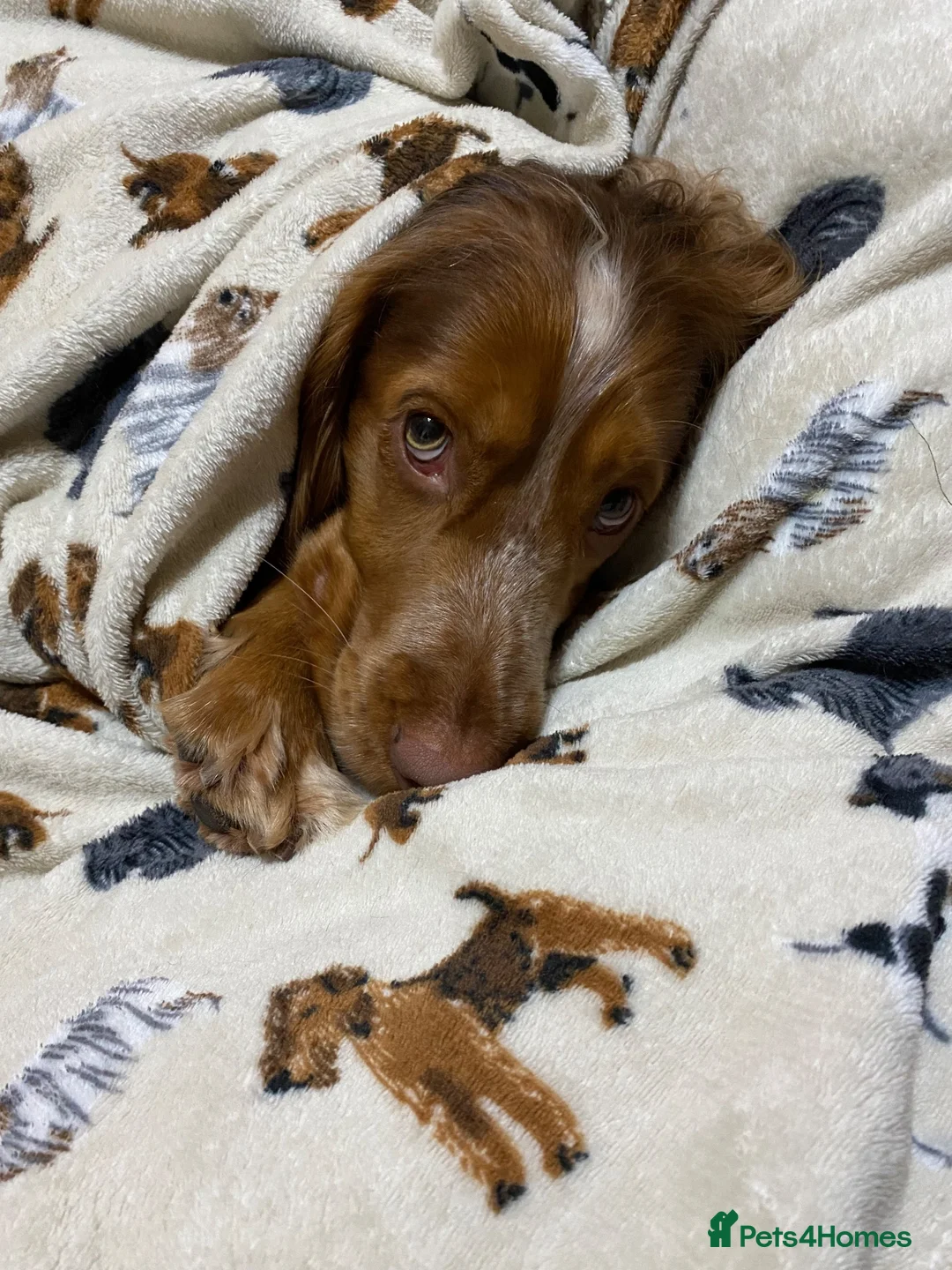 Cocker Spaniel dogs for sale: PADDY OUR MUCH-LOVED 6-YEAR-OLD COCKER SPANIEL - Advert 23