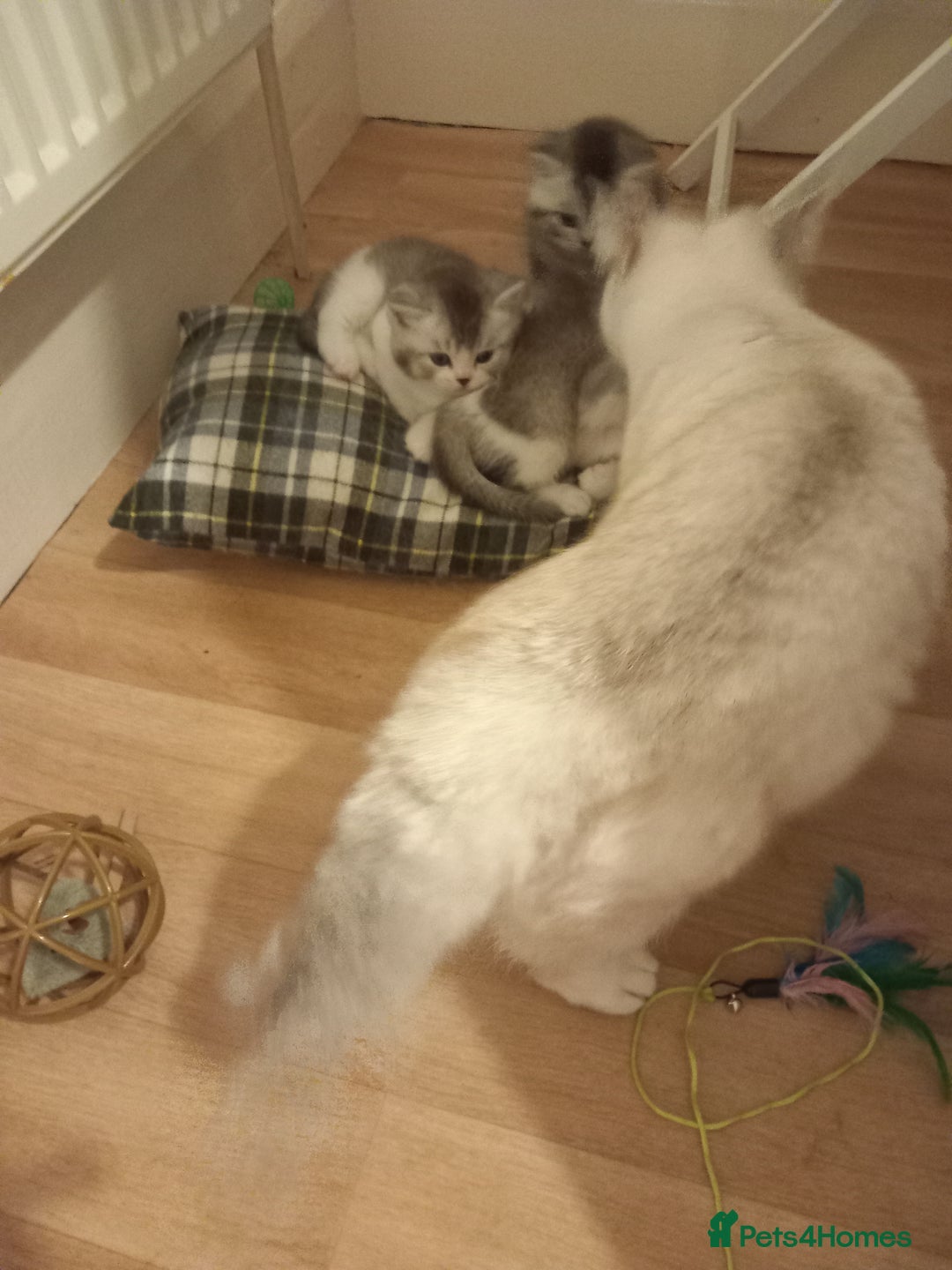 British Shorthair cats for sale: Stunning unusual British short hair kittens  - Advert 6