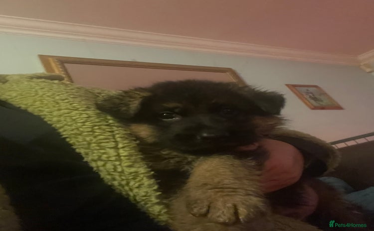 German Shepherd dogs - Advert 14