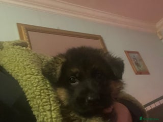 German Shepherd dogs German shepherd puppies kc registered - FEMALE - Advert 4