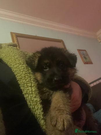 German Shepherd dogs - Advert 4