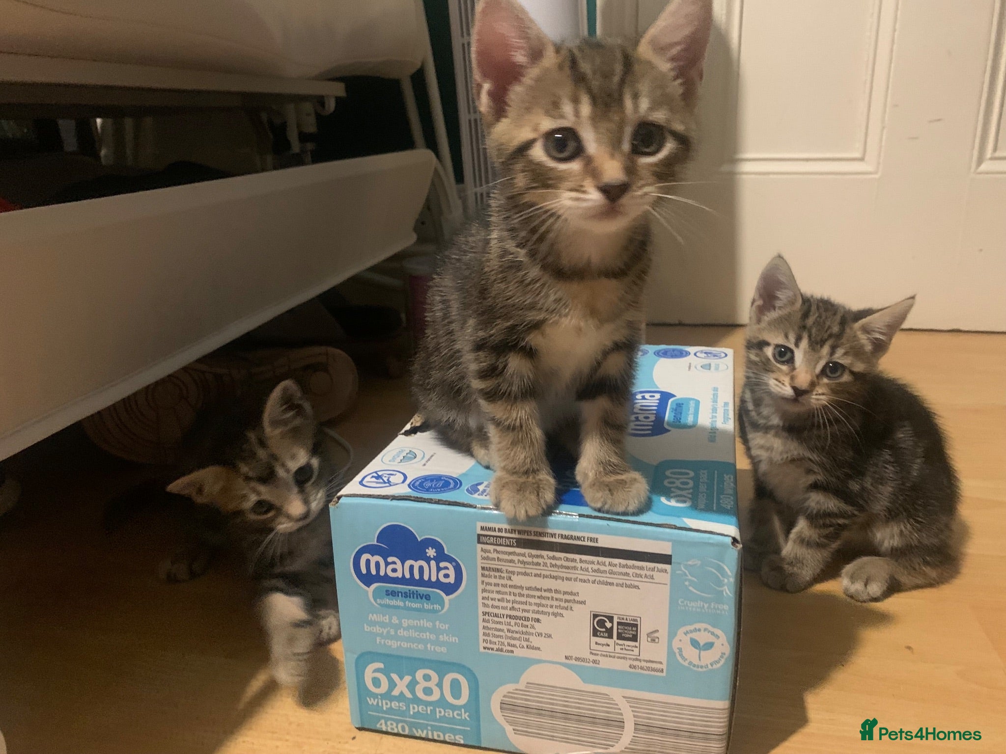 Mixed Breed cats Bengal Cross Kittens - Advert 12