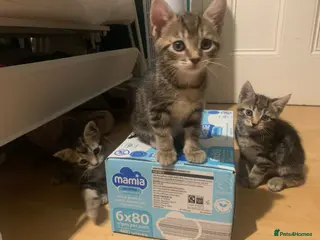 Mixed Breed cats Bengal Cross Kittens - Advert 12