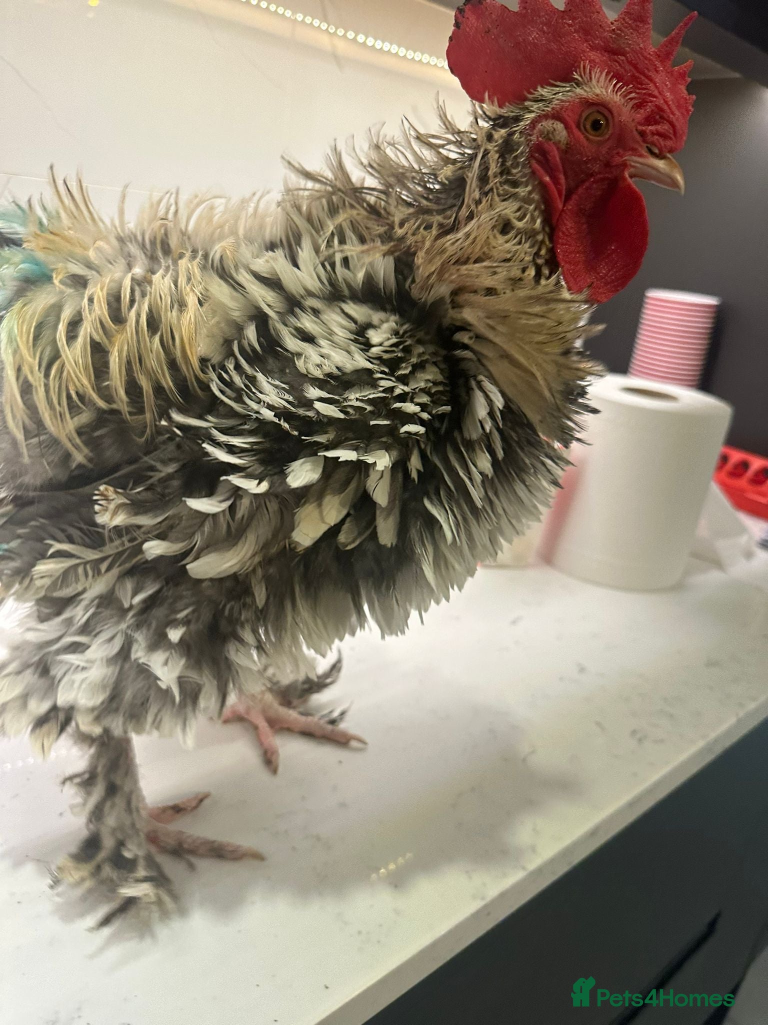 Chickens poultry trio 1 frizzle bantam boy& 2 POL hens pekin bantam - Advert 1