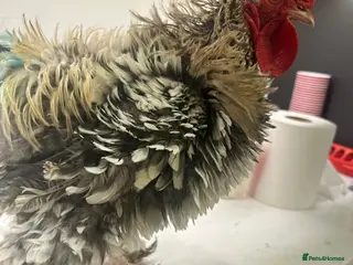 Chickens poultry trio 1 frizzle bantam boy& 2 POL hens pekin bantam - Advert 1