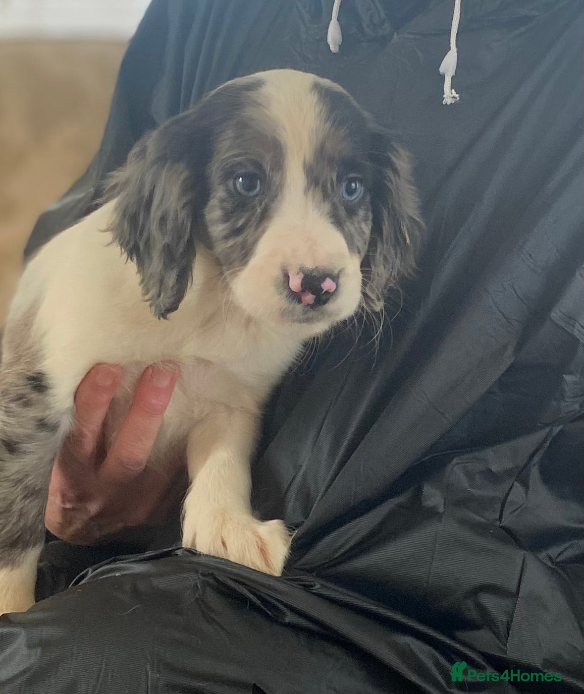 Cocker Spaniel dogs Beautiful letter of working Cocker spaniel’s - Advert 12