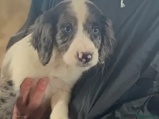 Cocker Spaniel dogs Beautiful letter of working Cocker spaniel’s - Advert 12