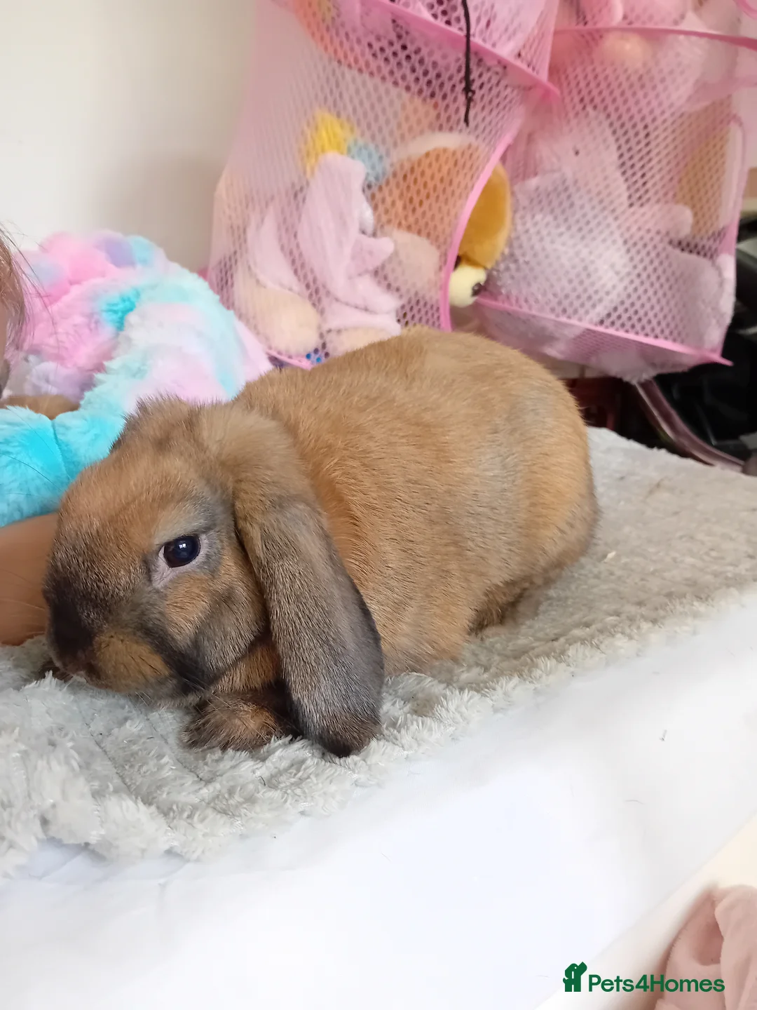 Mini Lop rabbits for sale: Mini Lop male  - Advert 1