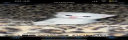 Scottish Fold cats for sale: Beautiful white Scottish fold kittens  - Advert 5
