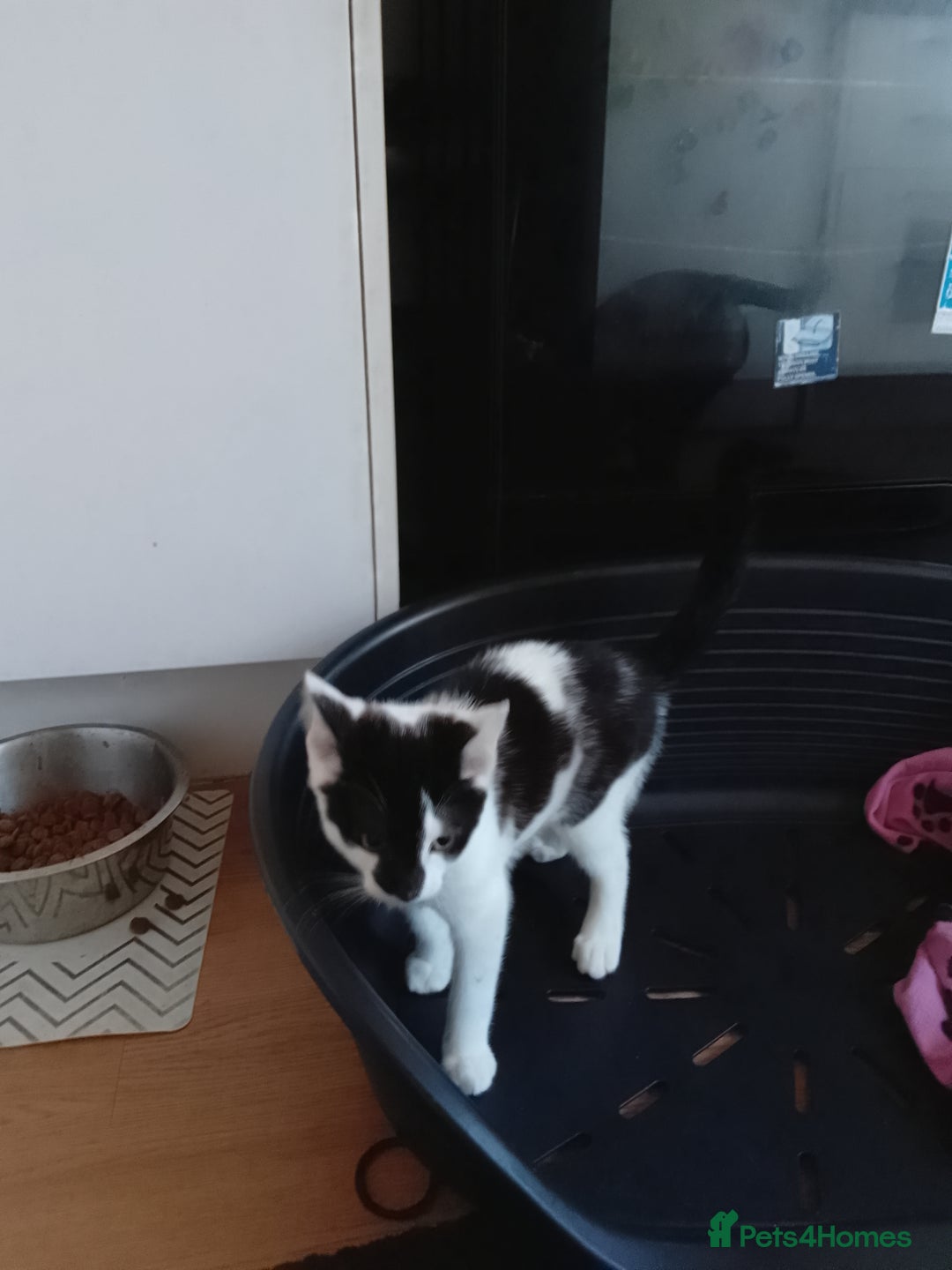 Domestic Shorthair cats for sale: Gorgeous boy kitten for sale in Ashford - Image 11