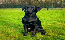 Labrador Retriever dogs for stud: Traditional Working Labrador with a Heart of Gold. - Image 1