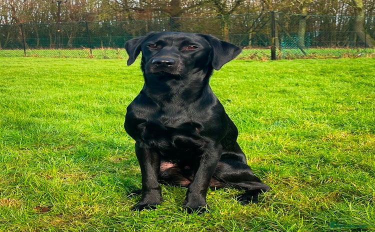 Labrador Retriever dogs - Advert 3