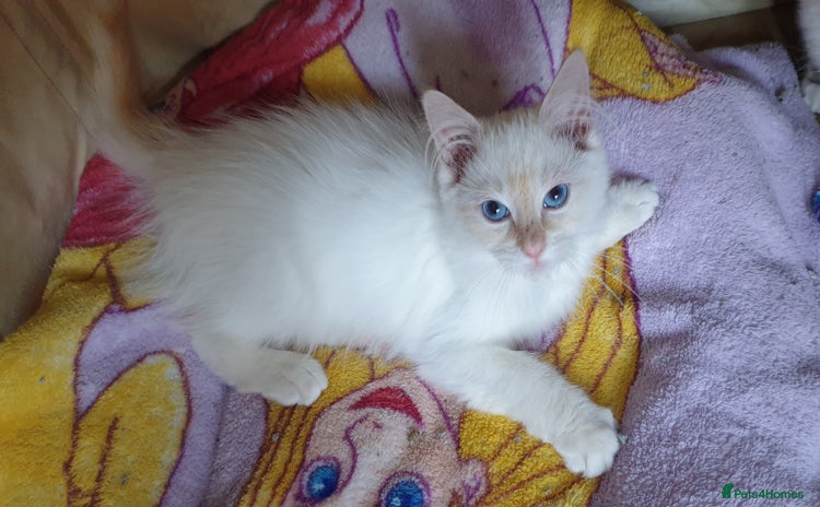 Ragdoll cats - Advert 13