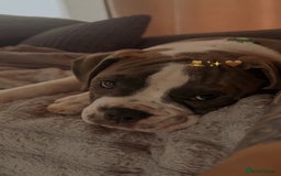 Mixed Breed dogs for sale: english bulldog x old tyme bulldog  - Image 1