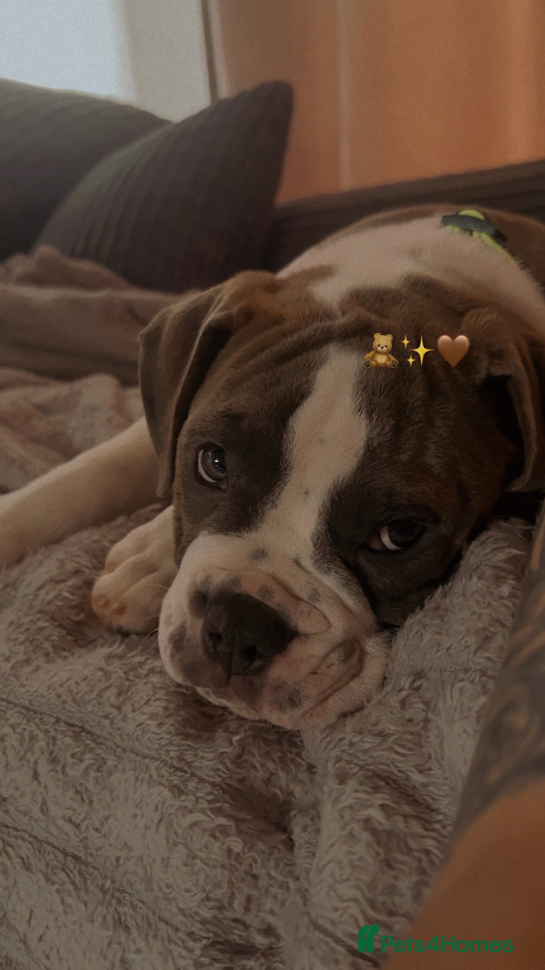 Mixed Breed dogs for sale: english bulldog x old tyme bulldog  - Image 1