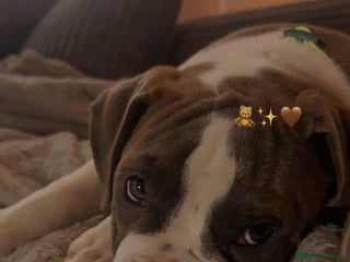 Mixed Breed dogs - Advert 29