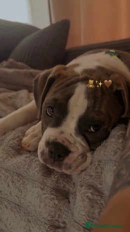 Mixed Breed dogs - Advert 7