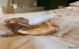 Cockapoo dogs for sale: Beautiful puppies in time for  ** ! 🐶 🥰  **   - Image 20