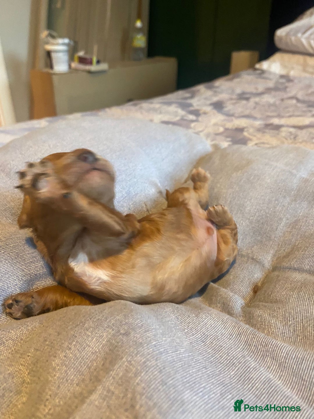 Cockapoo dogs for sale: Beautiful puppies in time for  ** ! 🐶 🥰  **   - Image 20