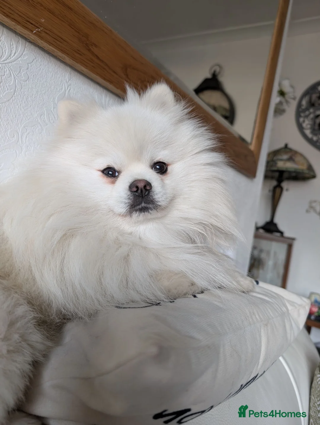 Pomchi dogs for sale: Stunning Pomchi babies - Advert 10