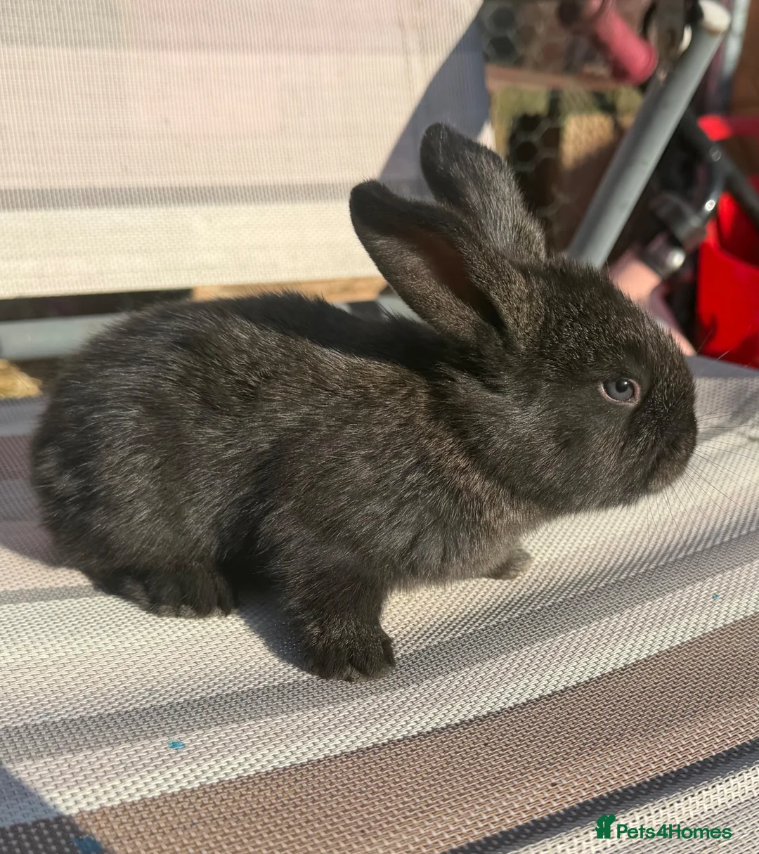 Mixed Breed rabbits for sale: Continental giants x French lop  - Advert 1