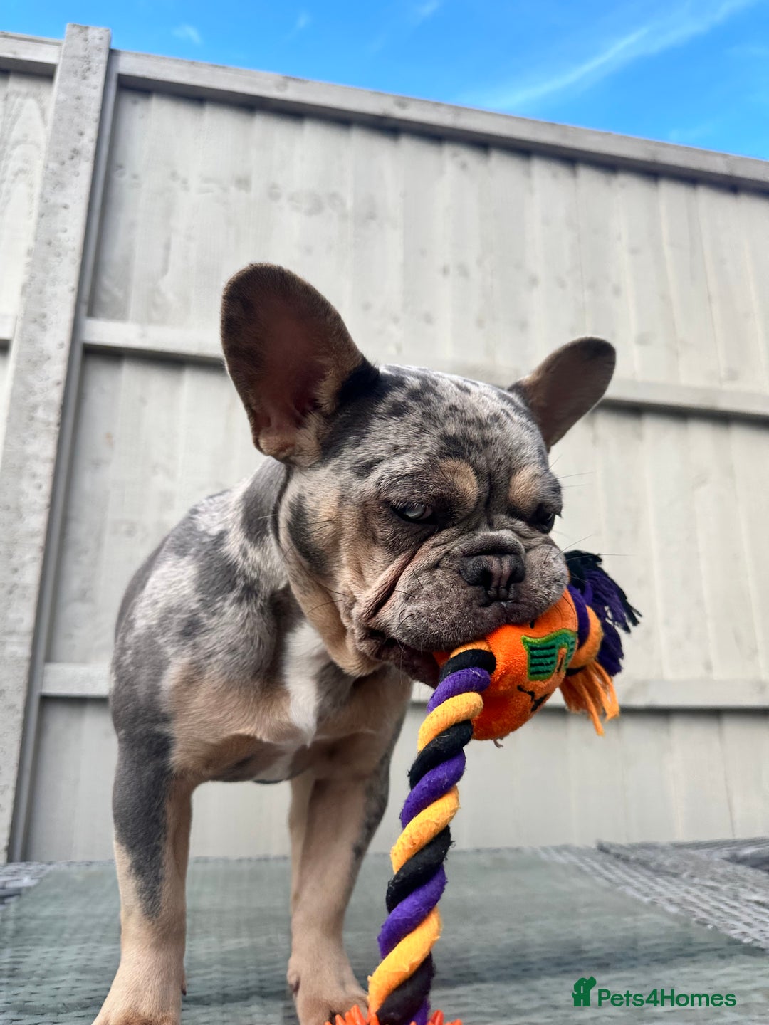 French Bulldog dogs for sale: French Bulldog female - Image 5