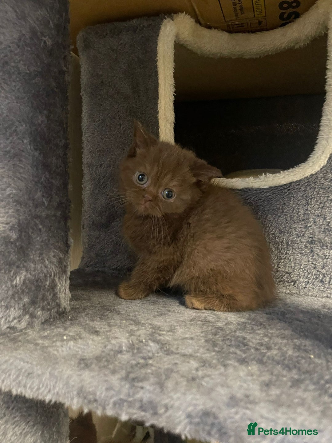 British Shorthair cats for sale: Purebred  British Shorthair Kittens - Advert 7